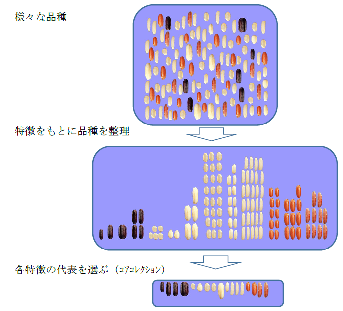 農研機構の「世界のイネ」コアコレクションの高精度ゲノム情報公開