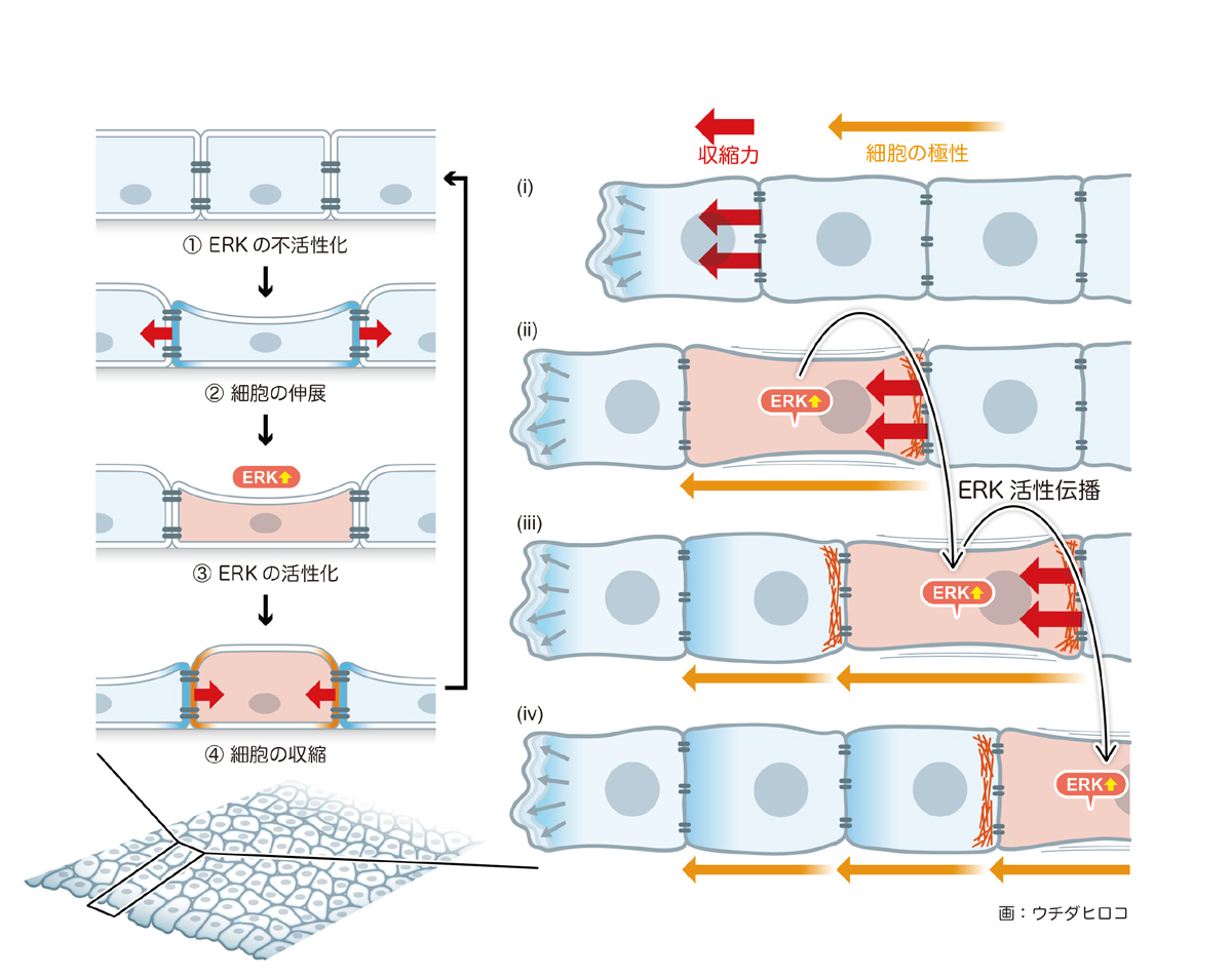分子活性の波が細胞集団に伝わる制御機構を解明～細胞同士の綱引きが情報を遠くに伝える～