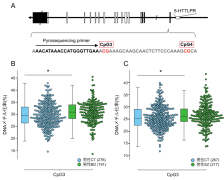 統合失調症や双極性障害の男性患者ではセロトニン関連遺伝子のDNAメチル化状態が変化