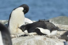 南極の海氷がペンギンの繁殖に影響するメカニズムを解明