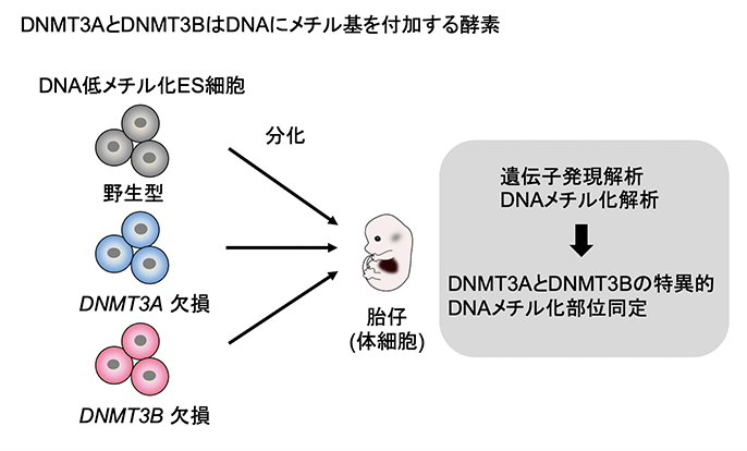 DNAメチル化酵素DNMT3AおよびDNMT3Bの特異的機能の発見
