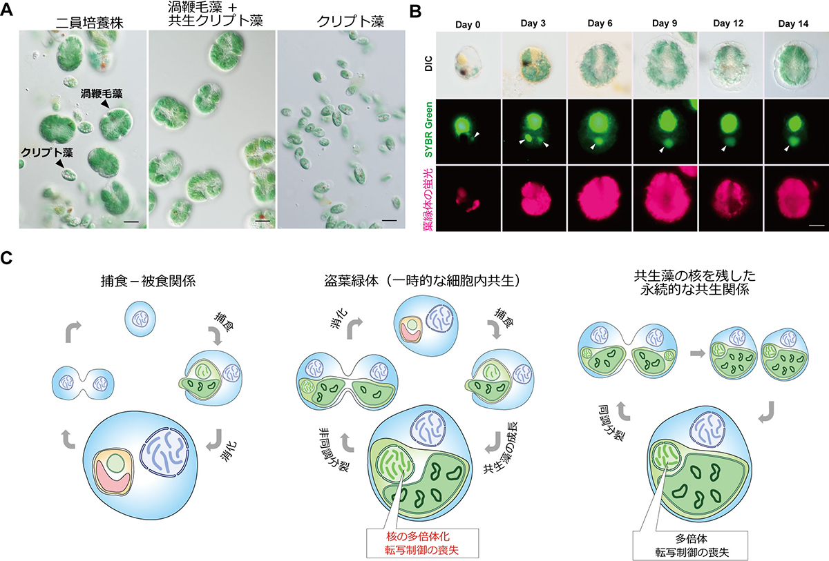 ドロボウは共生のはじまり!? ～盗葉緑体性渦鞭毛虫から探る葉緑体獲得の進化～
