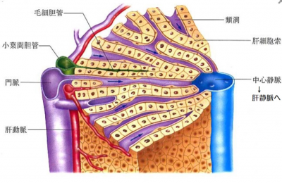 遺伝子治療の効率を安全かつ大幅に高める肝内毛細血管コーティング剤の開発