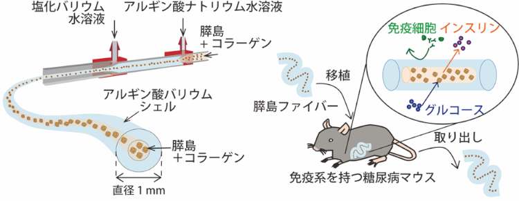 移植細胞を異物反応から守るには、太めのファイバーで包むのが効果的