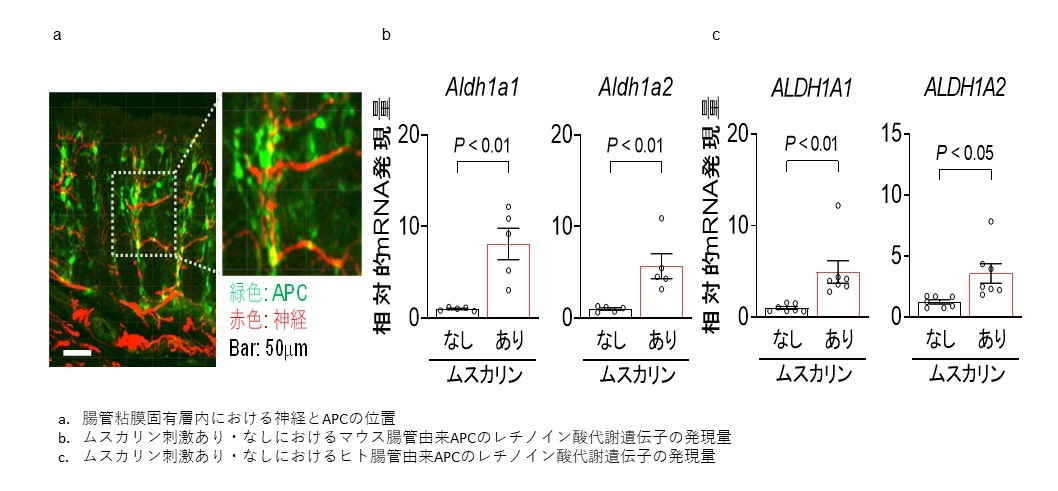 自律神経が紡ぐ新しい炎症抑制メカニズムの解明