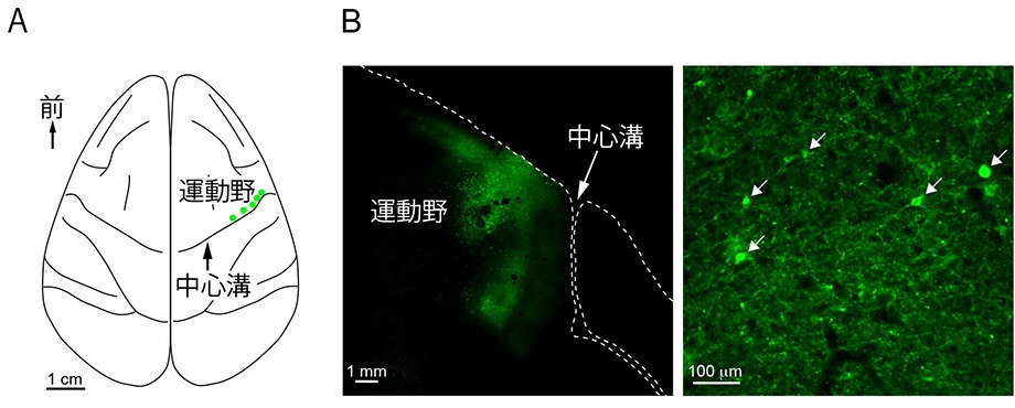 神経細胞を光によって操作し、サルの手を動かすことに成功