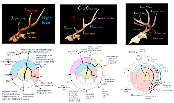 シカの角の枝の相同関係と進化史を解明～角溝とダイヤグラムを用いた新たな手法～