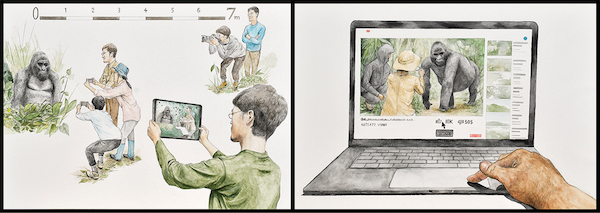 人とゴリラが接近する「危険」な映像が視聴者の興味を引くことを解明