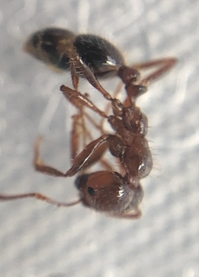 東京港青海ふ頭におけるヒアリの確認について