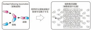 細胞の追いかけっこが波を作る～細胞の追随運動が細胞密度を伝搬させるメカニズムを解明～