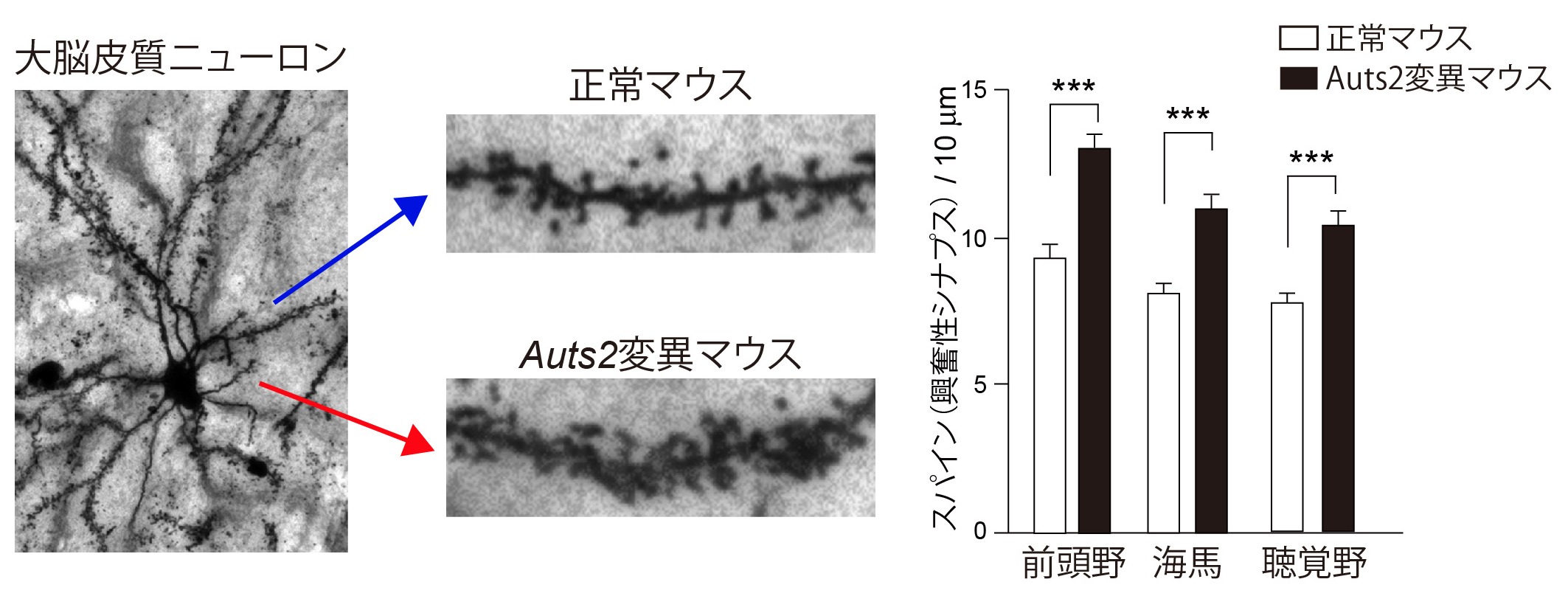自閉症や統合失調症、薬物依存など、様々な精神疾患に関わるAUTS2遺伝子が シナプスの形成や恒常性維持に関わることを発見