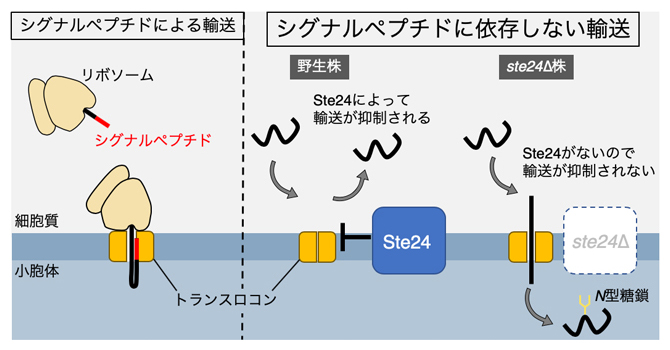 小胞体への非典型なタンパク質輸送～シグナルペプチドを持たないタンパク質の輸送抑制因子を同定～