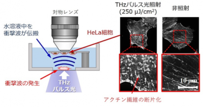 テラヘルツ光照射による細胞内タンパク質重合体の断片化