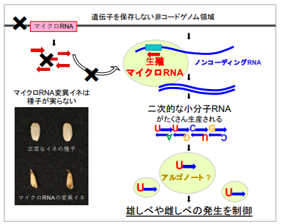 「未知のゲノム領域」が支えるお米の生殖～雄しべと雌しべの成長をコントロールするマイクロRNAを発見～