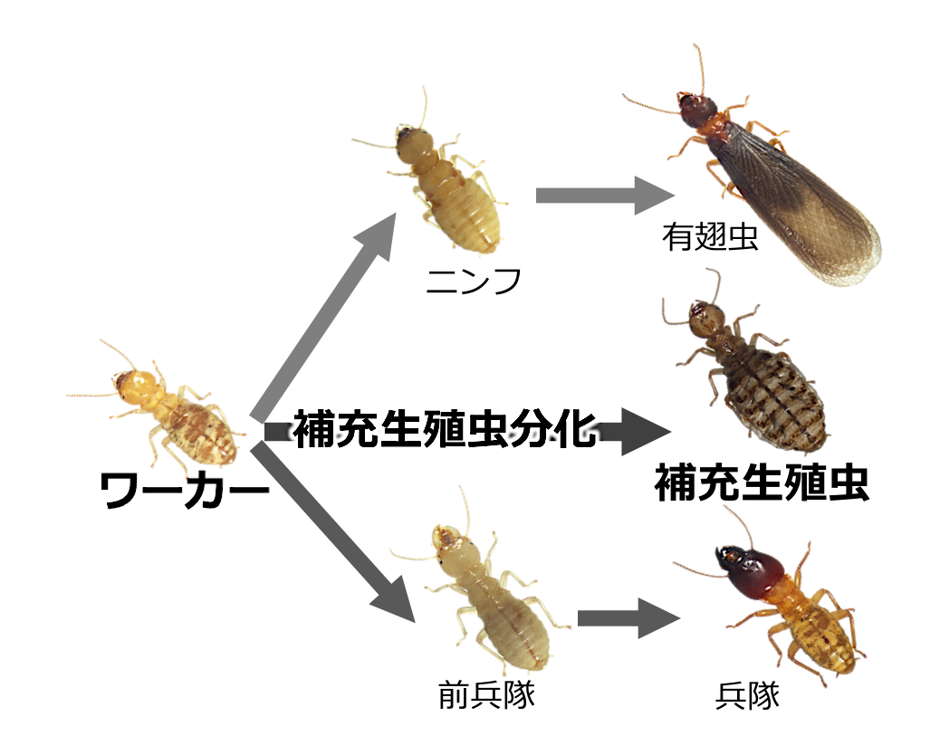 シロアリにおける生殖虫分化:異性による生理調節機構の解明