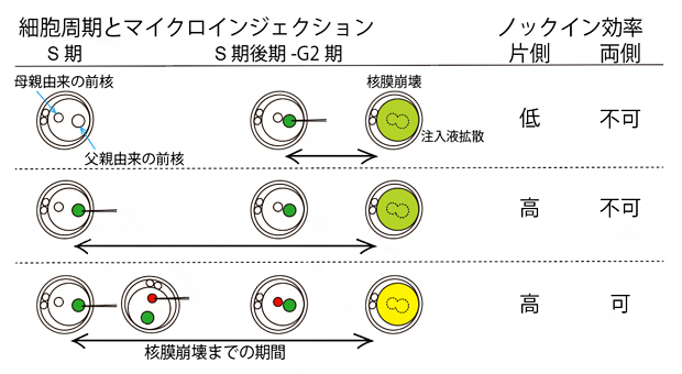 ゲノム編集による高効率ノックインマウスの作～細胞周期が作製効率の鍵を握る～