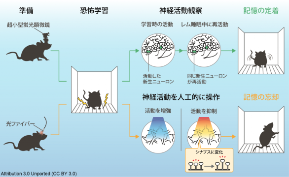 睡眠中の脳の再生能力が記憶を定着させる 〜怖い体験が夢でよみがえる仕組み〜