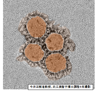 新型コロナウイルス感染症(COVID-19)の病態解明/予防・治療法の開発