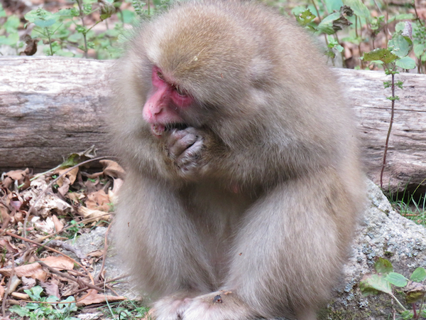 野生ニホンザルのオニグルミ採食行動を観察~採食技術とそのバリエーション~ 野生ニホンザルのオニグルミ採食行動を観察~採食技術とそのバリエーション~