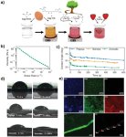 卵を使ったコーティング剤が生鮮食品の鮮度を保持