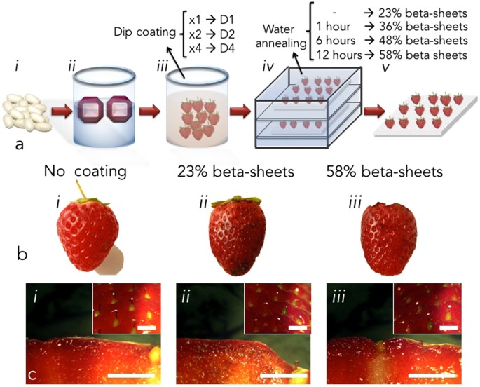 食品を長持ちさせる MIT スタートアップのシルクラップ
