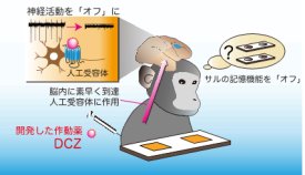 脳の「スイッチ」にピンポイントで作用する薬剤候補を開発