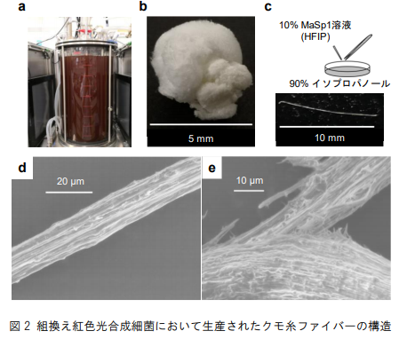 光合成細菌がクモ糸を作る ～天然資源を利用した物質生産のモデル微生物～