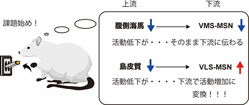 新しい脳内情報伝達様式を発見～病態の発症・治療への手掛かりに～