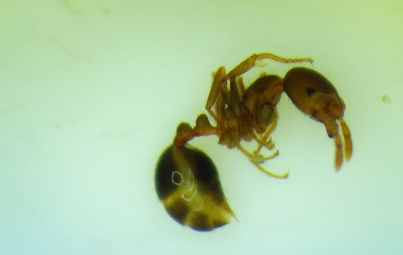 東京港大井ふ頭におけるヒアリの確認について