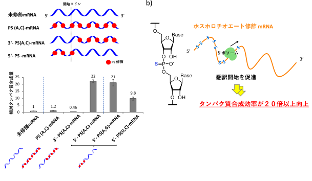 硫黄原子を導入した人工mRNAで高効率たんぱく質合成～mRNA医薬品や新たなたんぱく質生産法の開発へ～