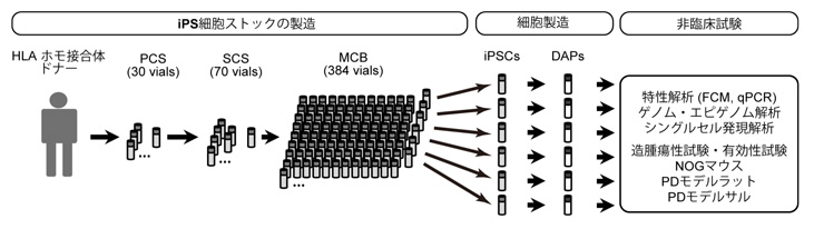 臨床用iPS細胞を用いたパーキンソン病治療の非臨床研究