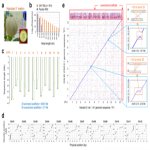 日本産高級マスクメロンの全ゲノム情報を解読