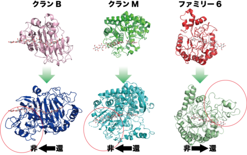 蛋白質レベルの収斂進化によって微生物は結晶性セルロースを壊せるようになった