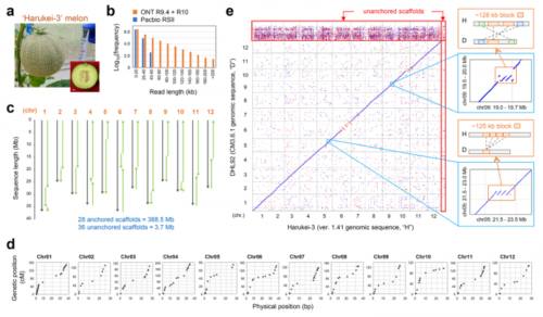 日本産高級マスクメロンの全ゲノム情報を解読
