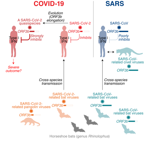 インターフェロン産生を抑制するSARS-CoV-2タンパク質の発見