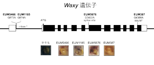 愛媛大学発の新たな「もち麦」を開発～TILLING法を活用して健康機能性もち麦開発を加速～