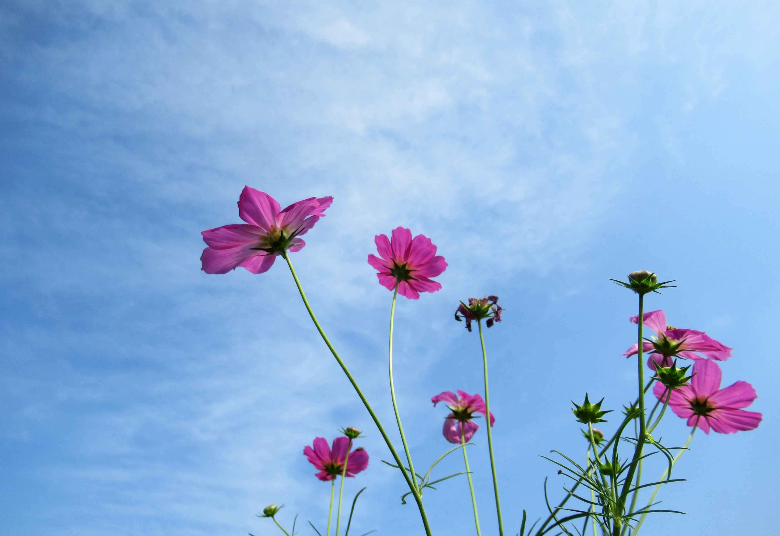 介護士の頑固な腰痛心身のストレス反応と腰を大事にする行動が強く関係