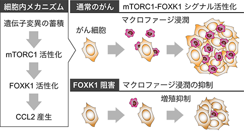 腫瘍にマクロファージが浸潤する仕組みを解明