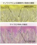 尿中マイクロRNAから「がん」を特定