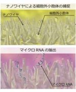 尿中マイクロRNAから「がん」を特定