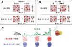発火タイミングに基づく匂い識別の仕組みを解明