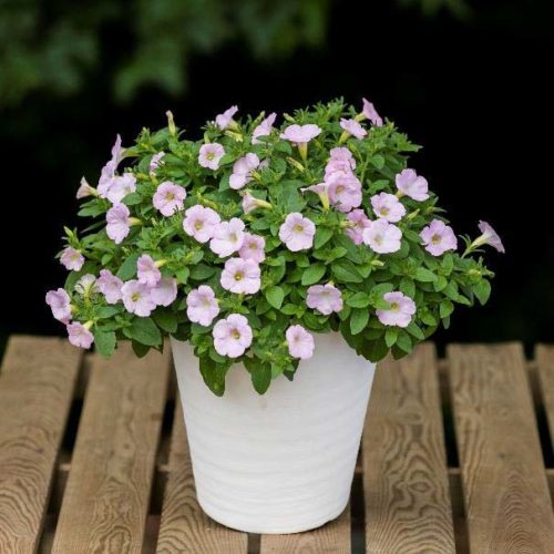 未承認の遺伝子組換えペチュニアの取扱いについて(第4報)