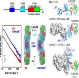 植物の青色光受容における分子機構の一端を解明～植物光受容体の形と光誘起変化～