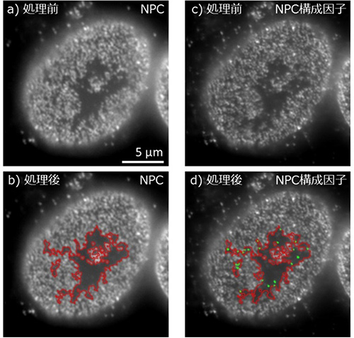 定量的画像解析による核膜動態の解明