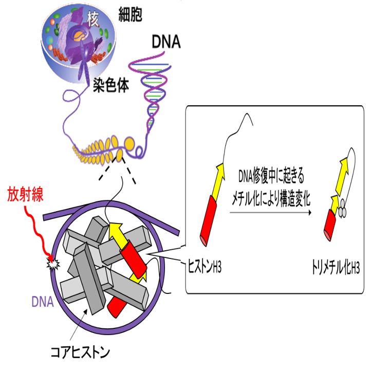 テック アイ生命科学 テック アイ技術情報研究所