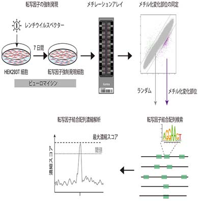 DNAのメチル化を切り替える因子の同定法を開発