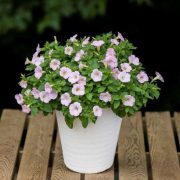 未承認の遺伝子組換えペチュニアの取扱いについて(第4報)