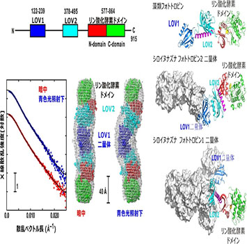 植物の青色光受容における分子機構の一端を解明～植物光受容体の形と光誘起変化～