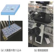 細胞個性をハイスループット解析-大腸菌を一細胞ずつ大量・高速に解析-
