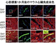 細胞移植を必要としない新たな心臓再生医療の実現へ期待